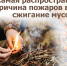 Сжигание сухой травы и мусора - Город Ленск